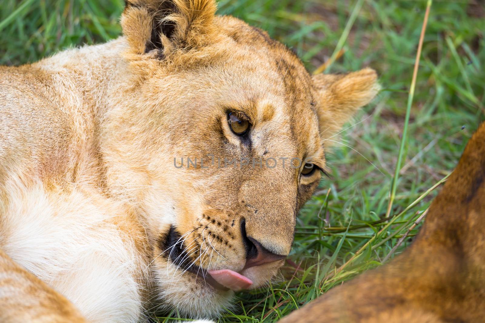 One young lion in close-up, the face of a nearly sleeping lion