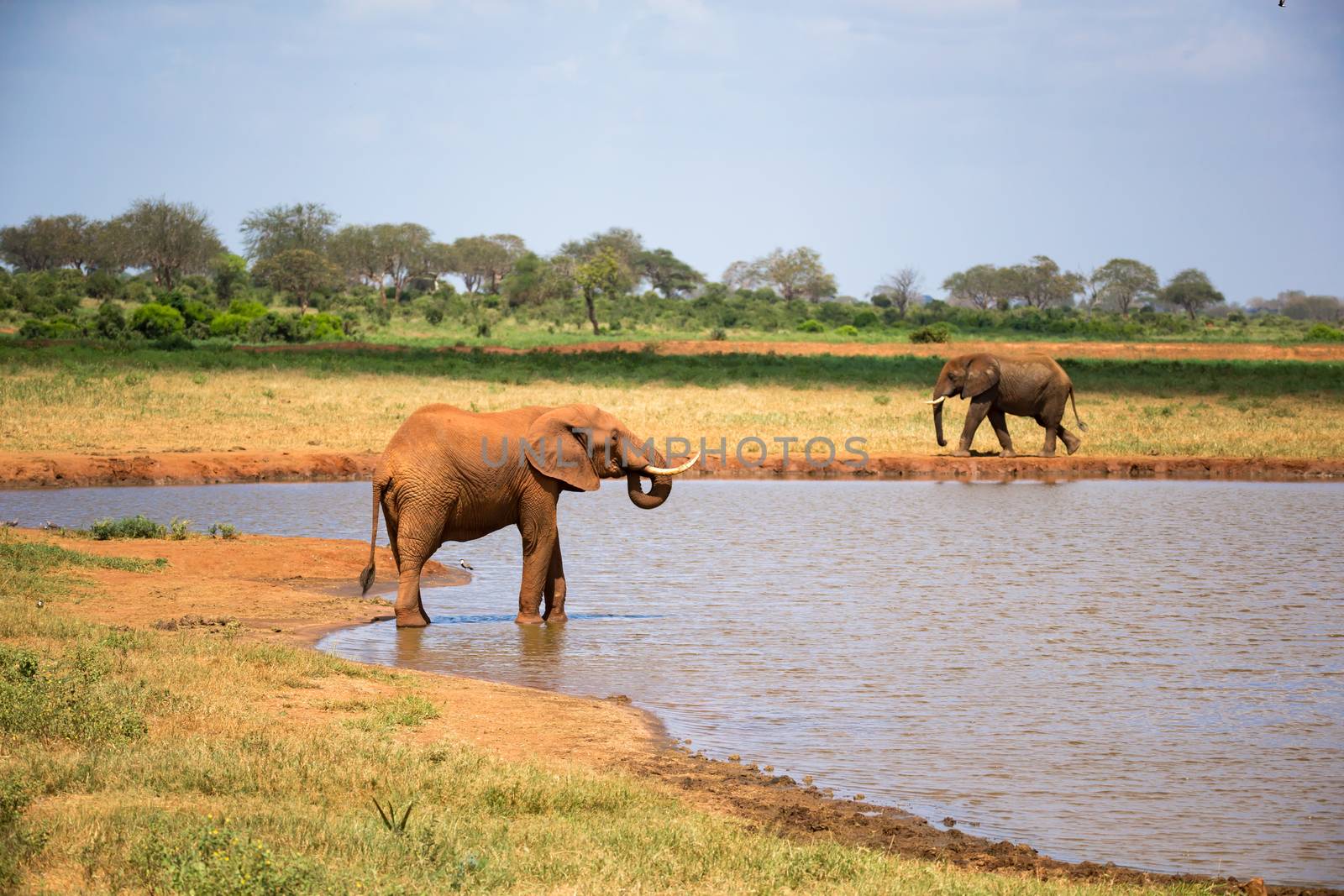 A red elephant drinks water from a water hole by 25ehaag6