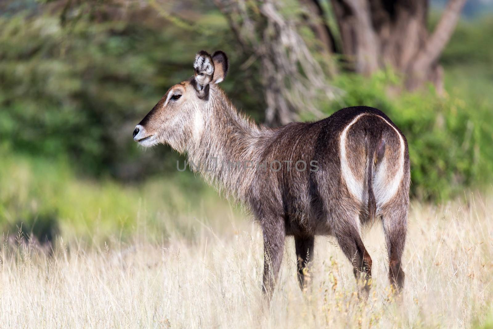 Antelope in the middle of the savannah of Kenya by 25ehaag6