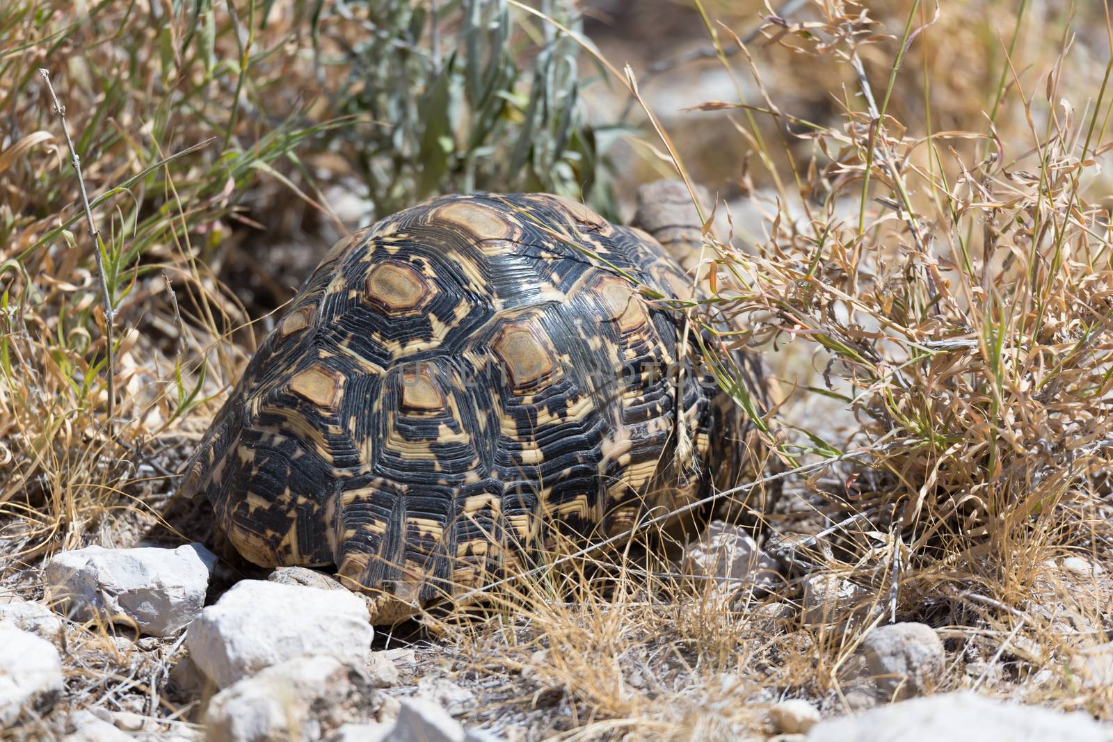 One turtle between the stones and the grass