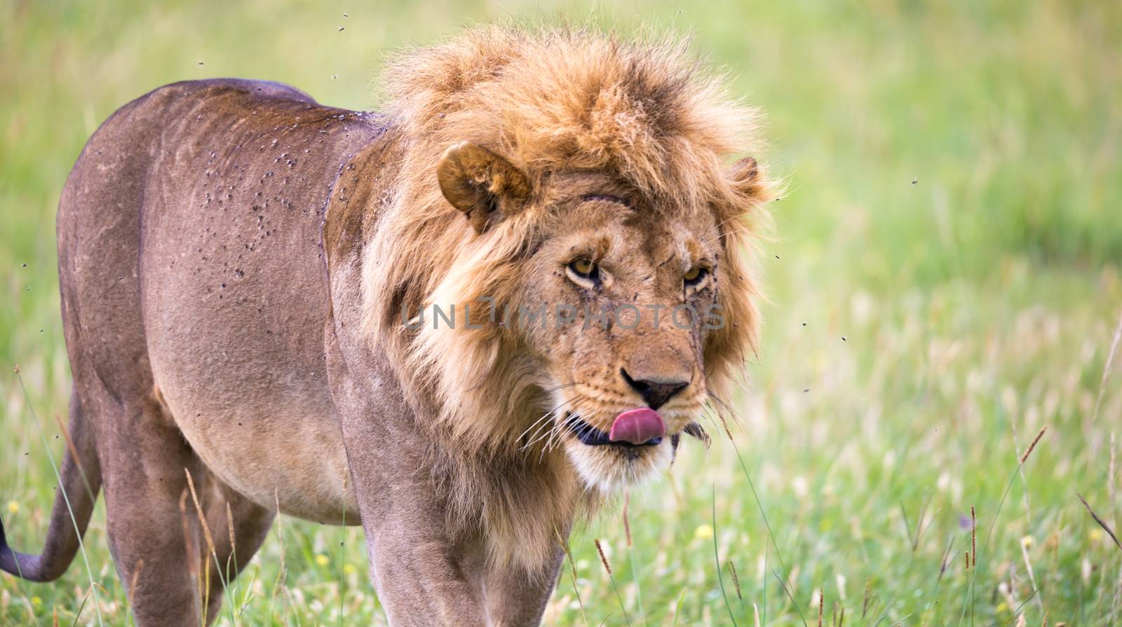 One big male lion is walking in the savannah