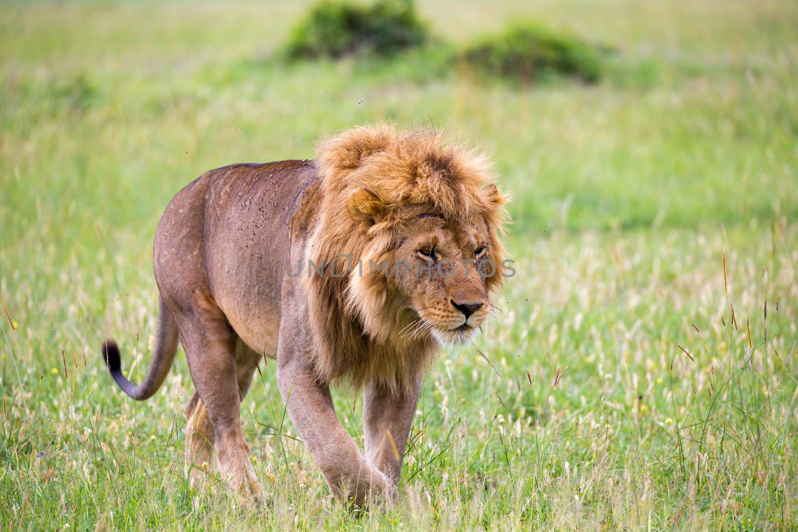 One big male lion is walking in the savannah