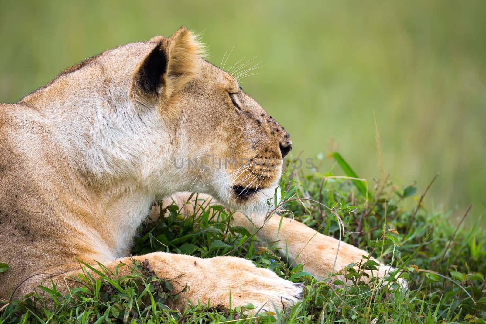 A portrait of a lioness, she lies in the grass in the savannah
