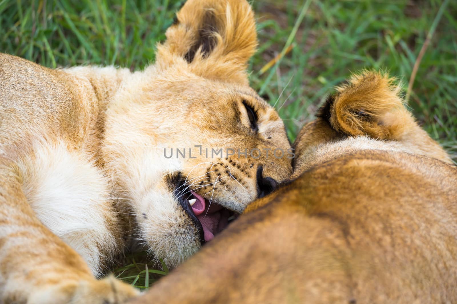 Two young lions cuddle and play with each other by 25ehaag6