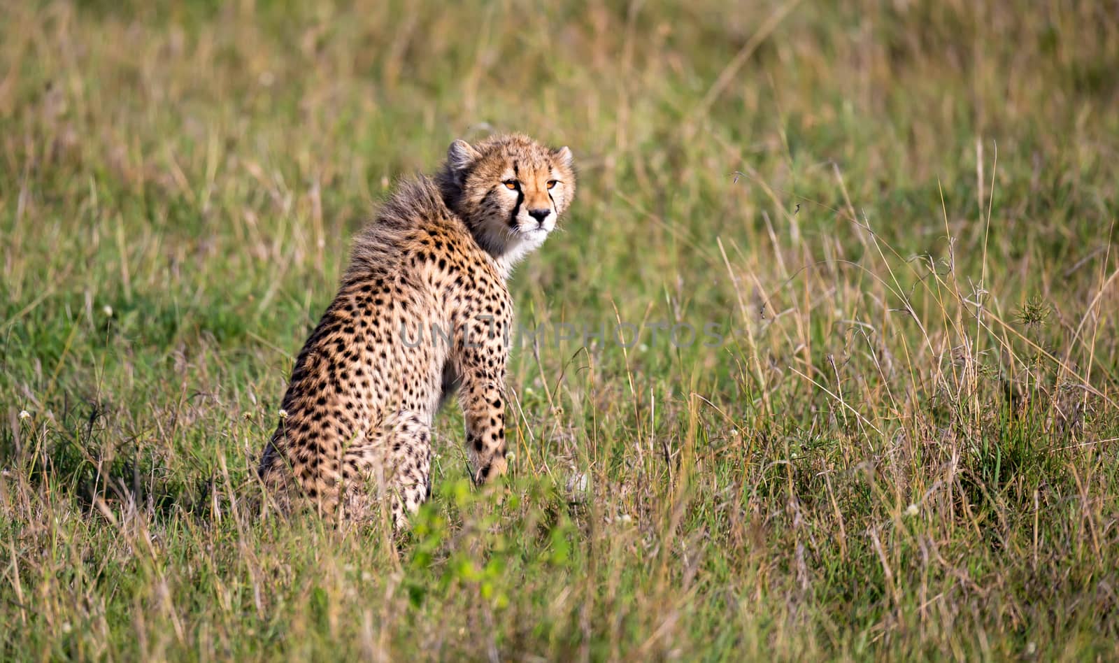 A cheetah sits in the grass landscape of the savanna of Kenya by 25ehaag6