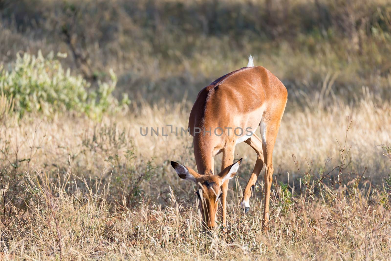 Impala gazelles grazed in the savannah of Kenya by 25ehaag6