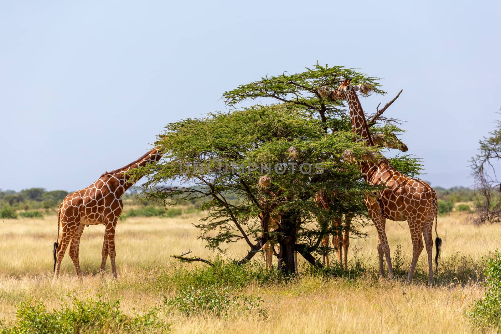 The Somalia giraffes eat the leaves of acacia trees