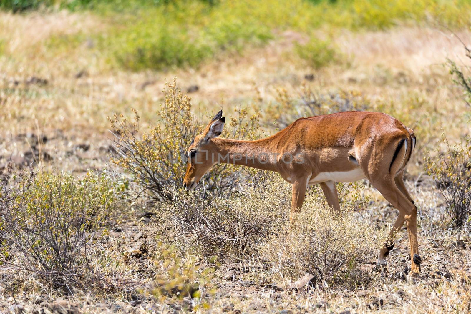 The Grant Gazelle grazes in the vastness of the Kenyan savannah