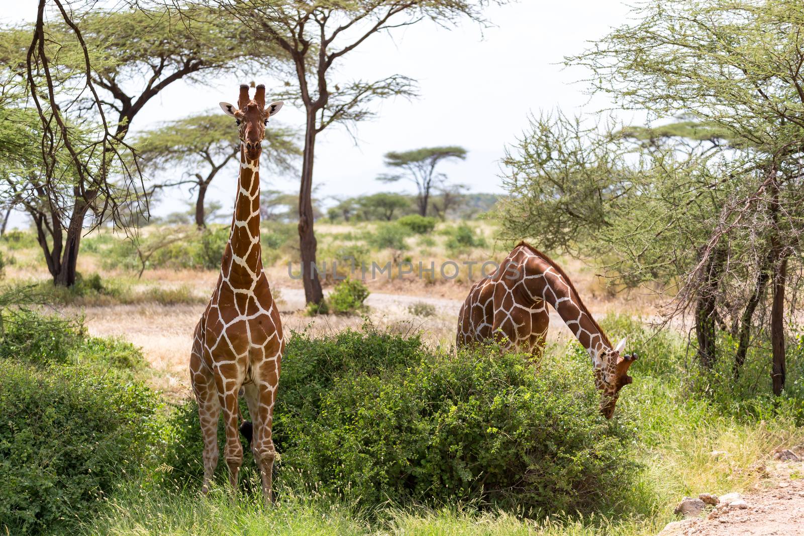 The giraffe group eats the leaves of the acacia trees