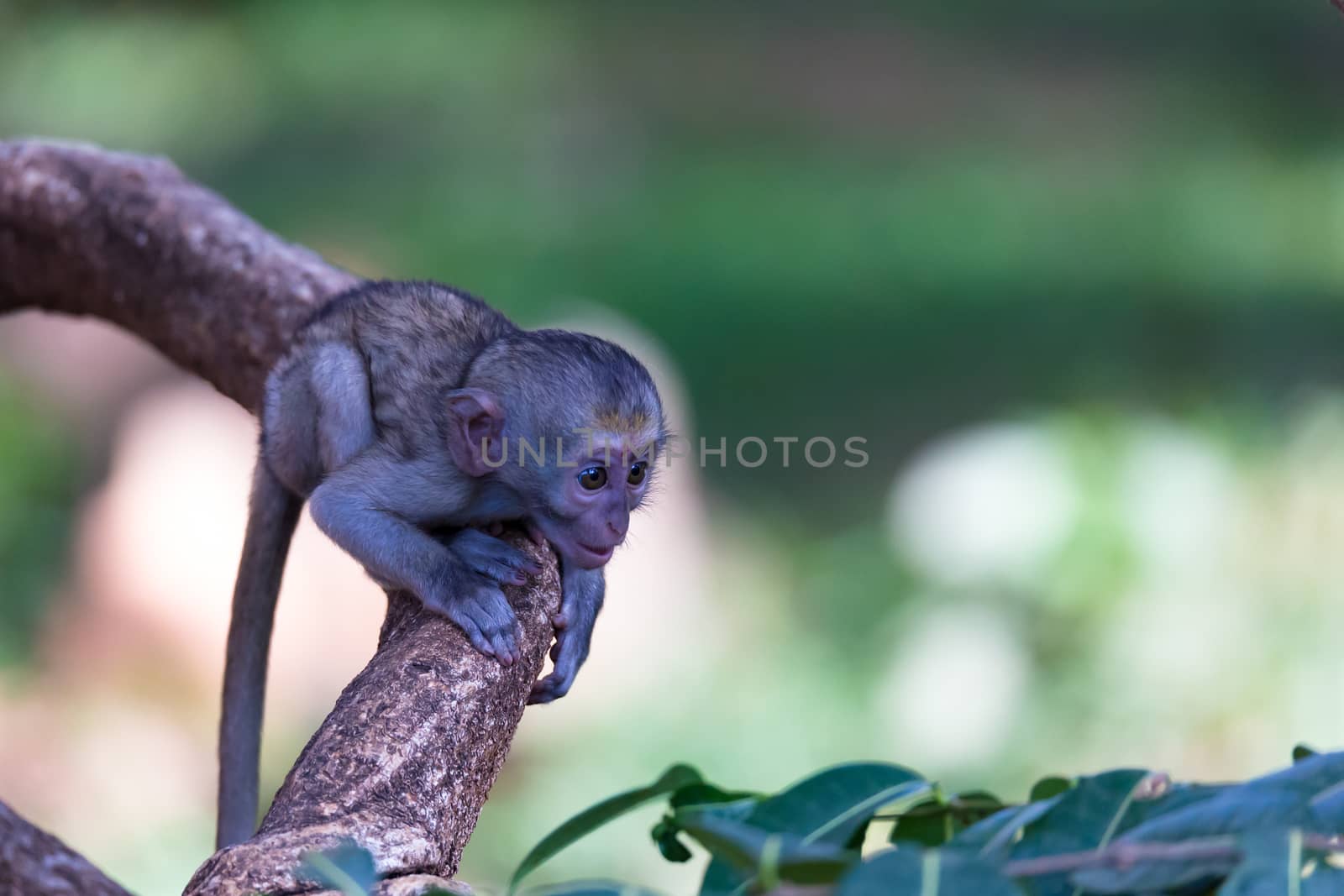 The monkey climbs around on a branch
