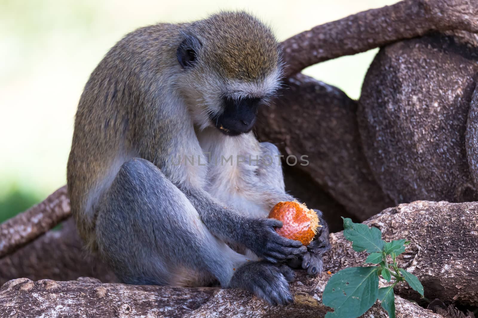 A monkey is doing a fruit meal in the grass