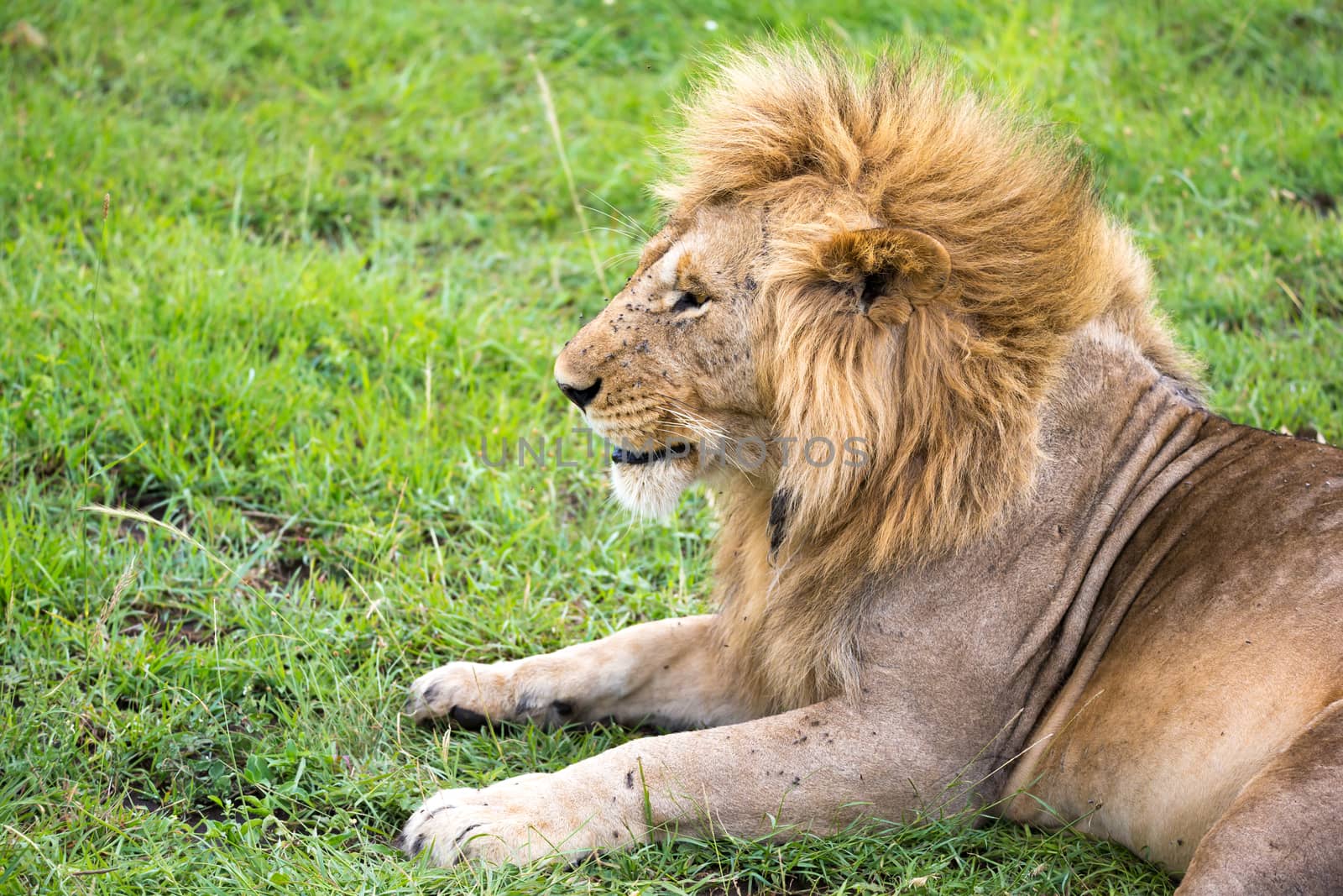 One big lion lies in the grass in the middle of the landscape of a savannah in Kenya