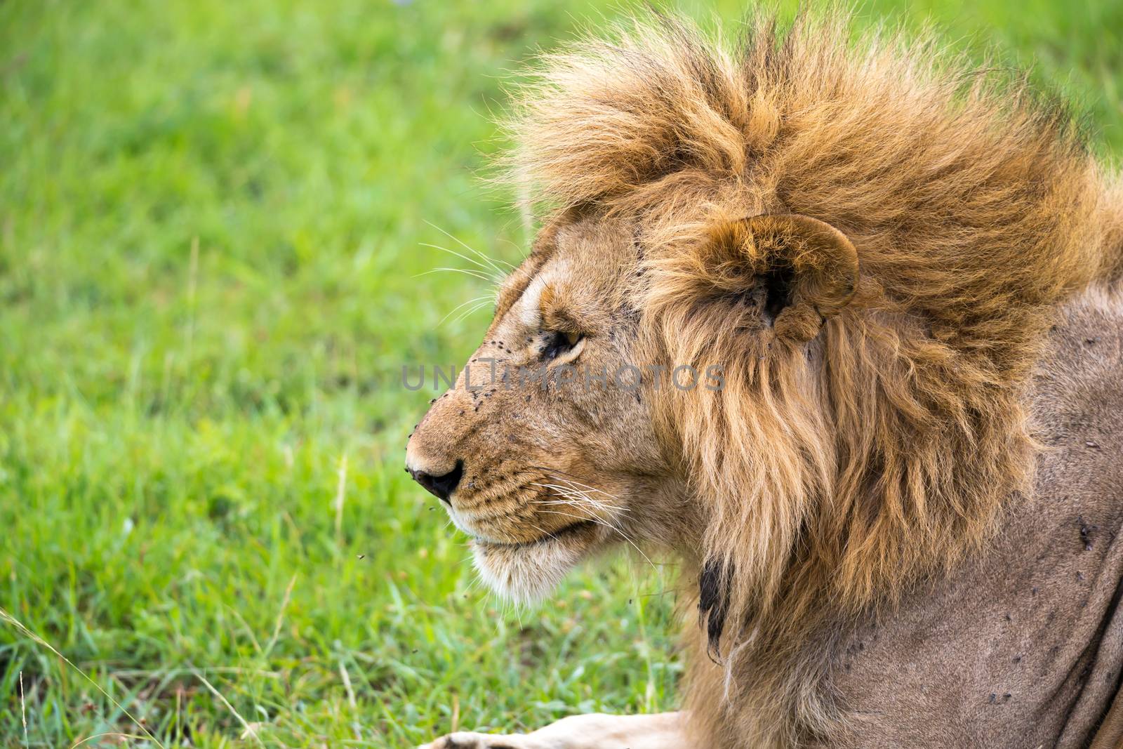 The close-up of the face of a lion in the savannah of Kenya