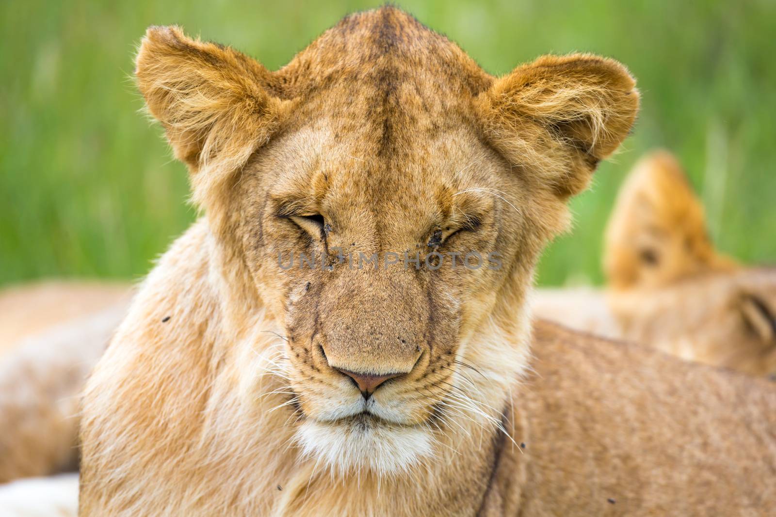 A young lion in close-up, the face of a nearly sleeping lion by 25ehaag6