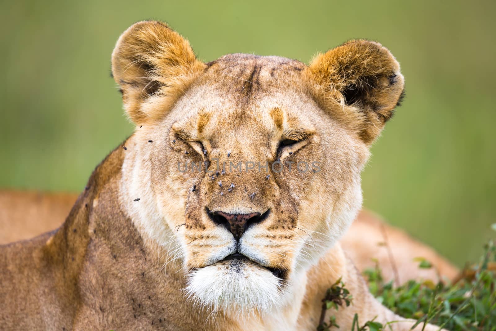 A portrait of a lioness, she lies in the grass in the savannah