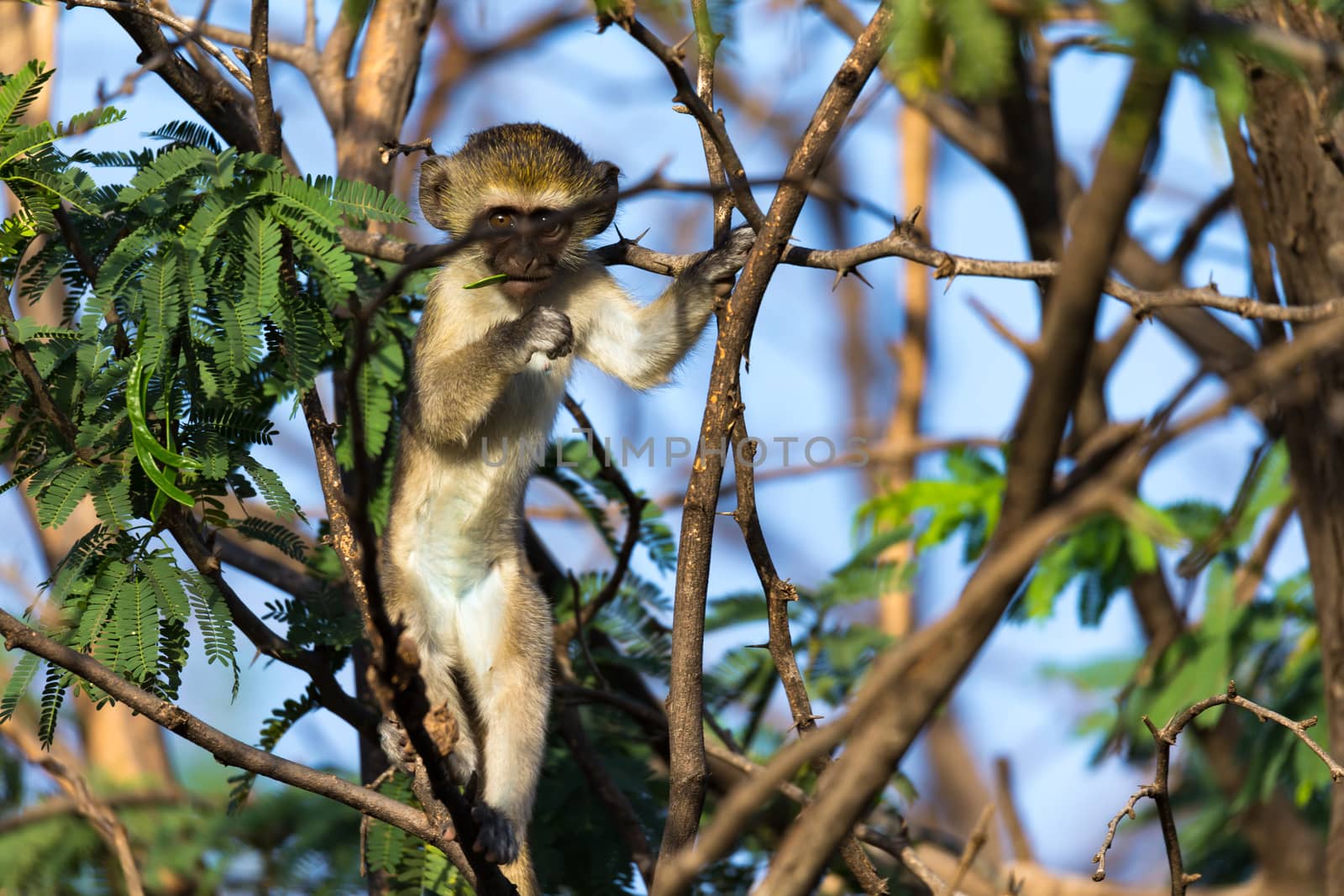 One monkey sits on the branch of a tree