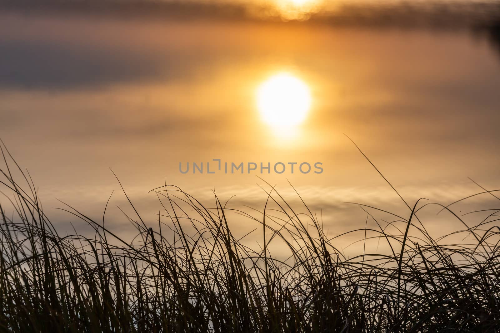 rising sun reflects in calm water and long thin grass in the foreground - minimalistic abstract picture with selective focus and bokeh blur