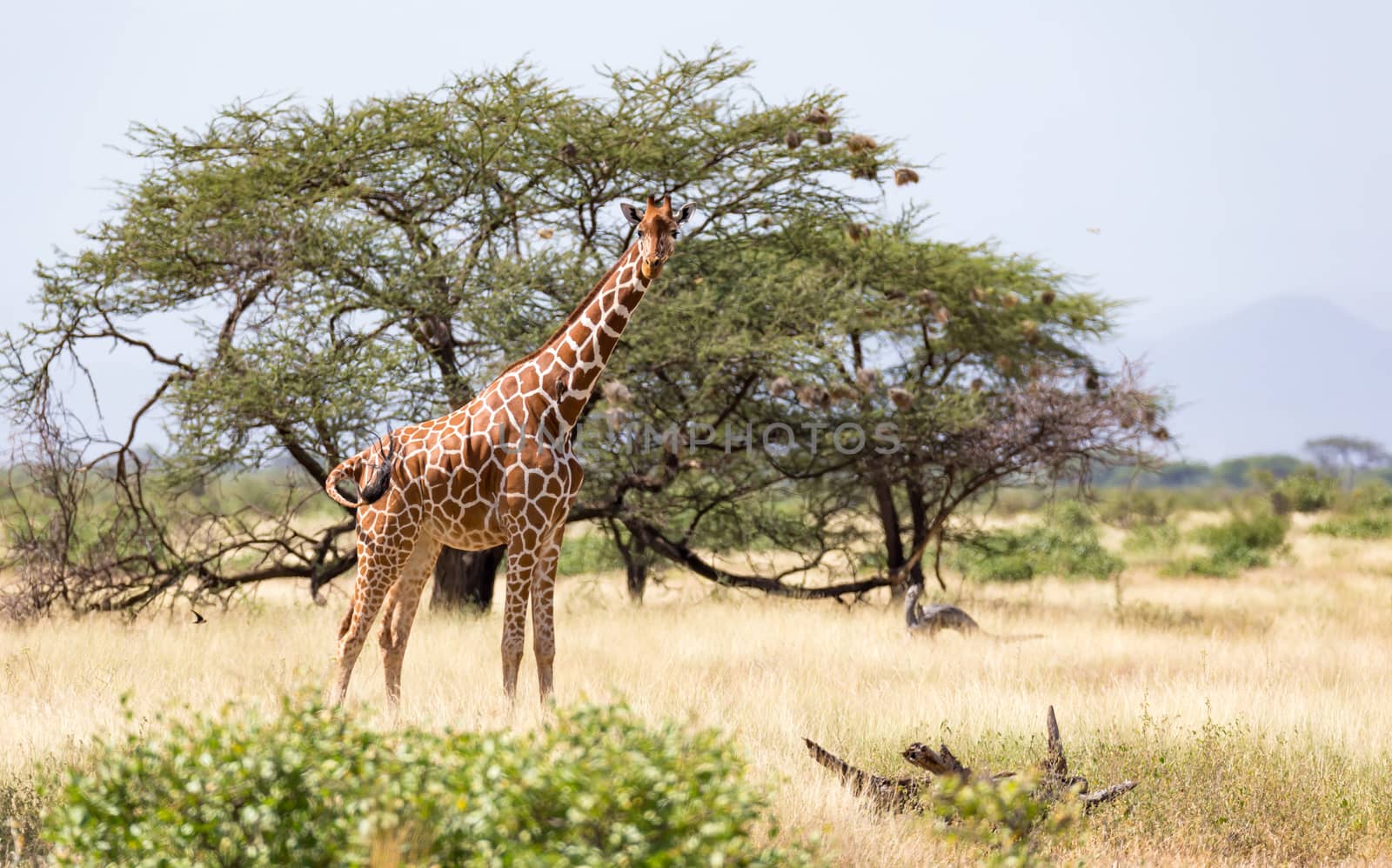 Giraffes in the savannah with many trees and bushes in the background