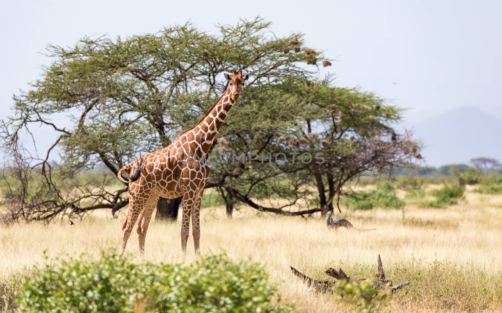 Giraffes in the savannah of Kenya with many trees and bushes in by 25ehaag6