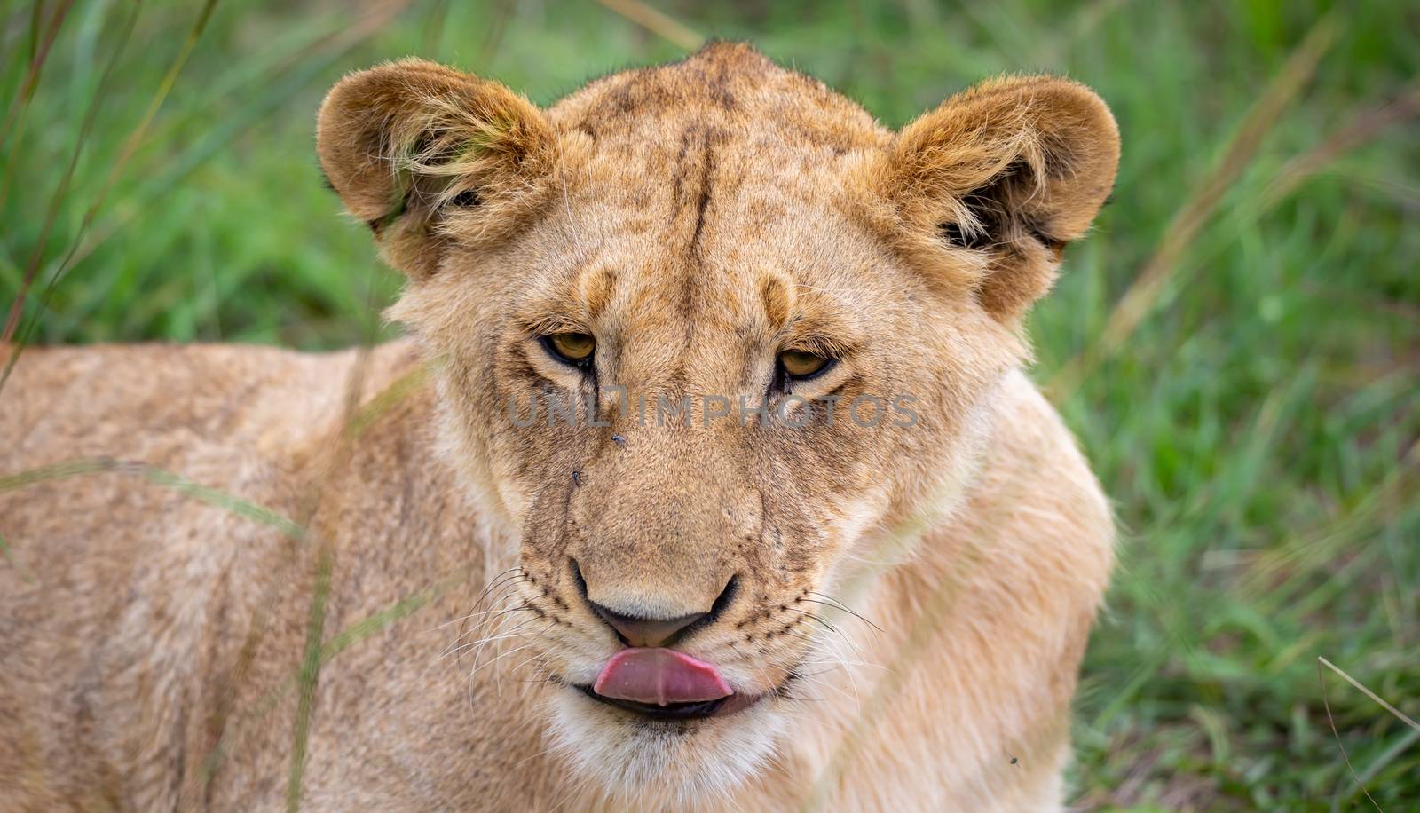 A face of a young lioness in close-up