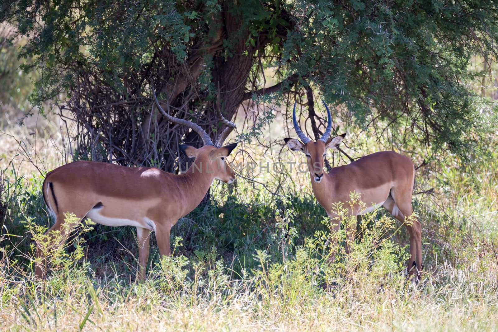 A native species of antelope in the meadow