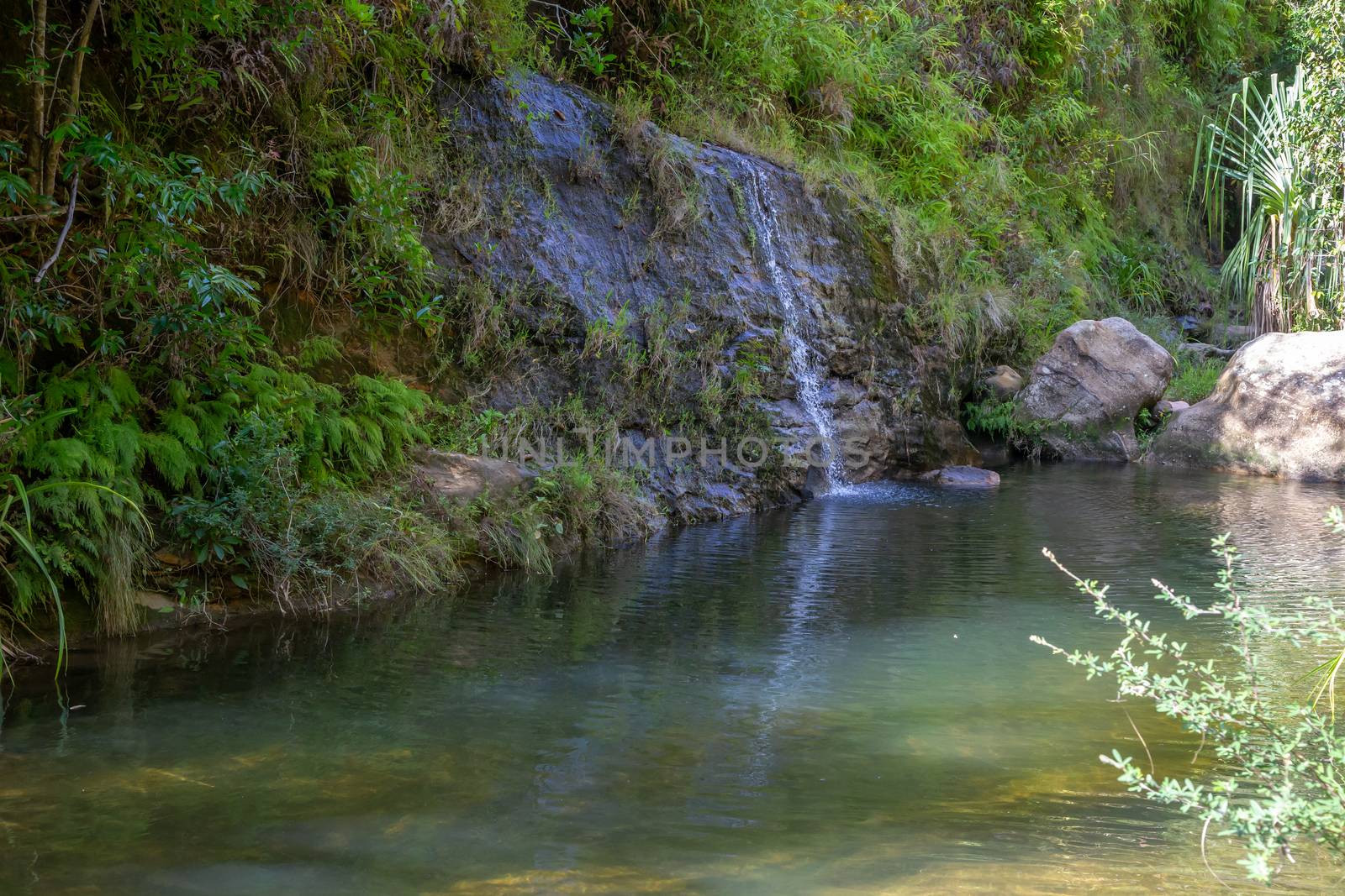 The lake with a small waterfall surrounded by many plants