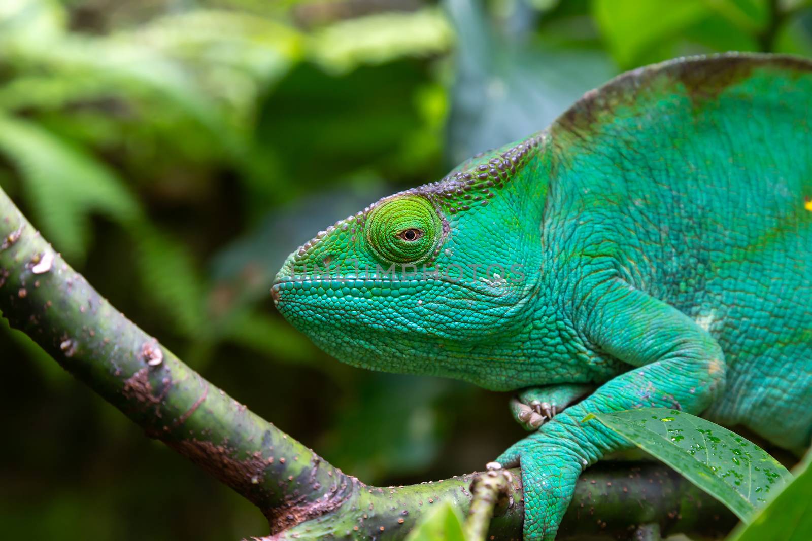 One green chameleon on a branch in close-up