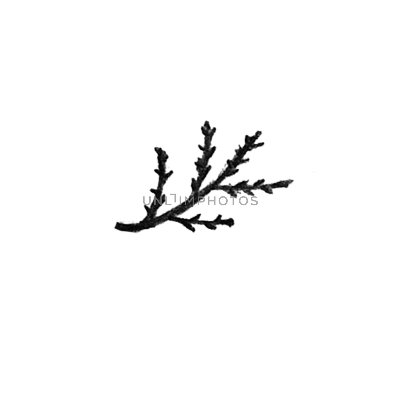 Black and White Hand-Drawn Isolated Flower Twig. Monochrome Botanical Plant Illustration in Sketch Style. Thin-leaved Marigolds for Print, Tattoo, Design, Holiday, Wedding and Birthday Card.