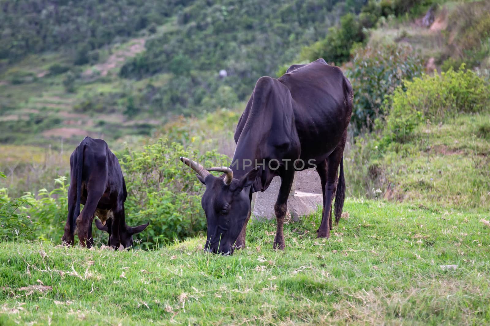 The Zebu cattle in the pasture on the island of Madagascar