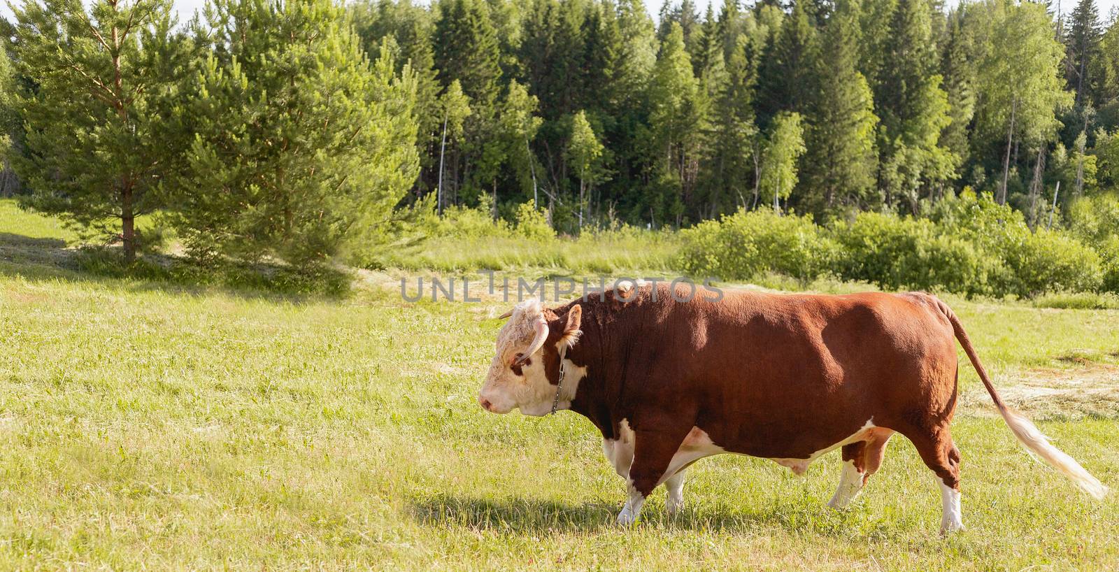bull. Symbol of 2021. Zodiac sign Taurus. banner. big bull with a ring in its nose, stood majestically in a lush summer meadow, a milk bull grazing in a green meadow. Landscape. Eastern horoscope by Pirlik