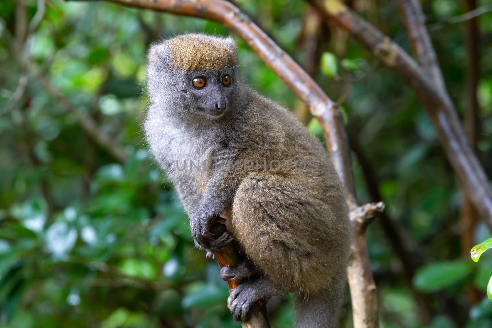 A little lemur on the branch of a tree in the rainforest by 25ehaag6