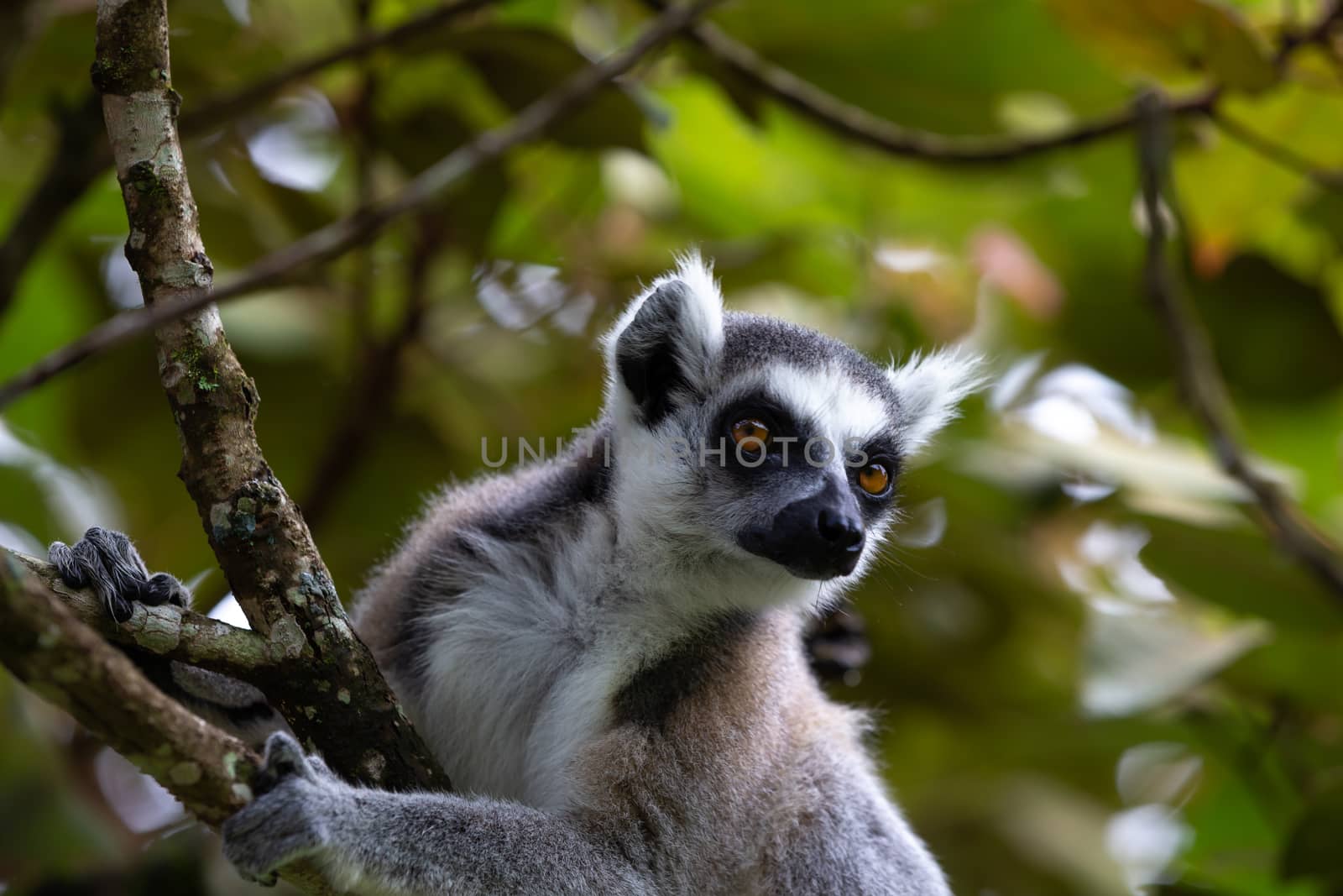 A ring-tailed lemur in the rainforest, its natural environment by 25ehaag6