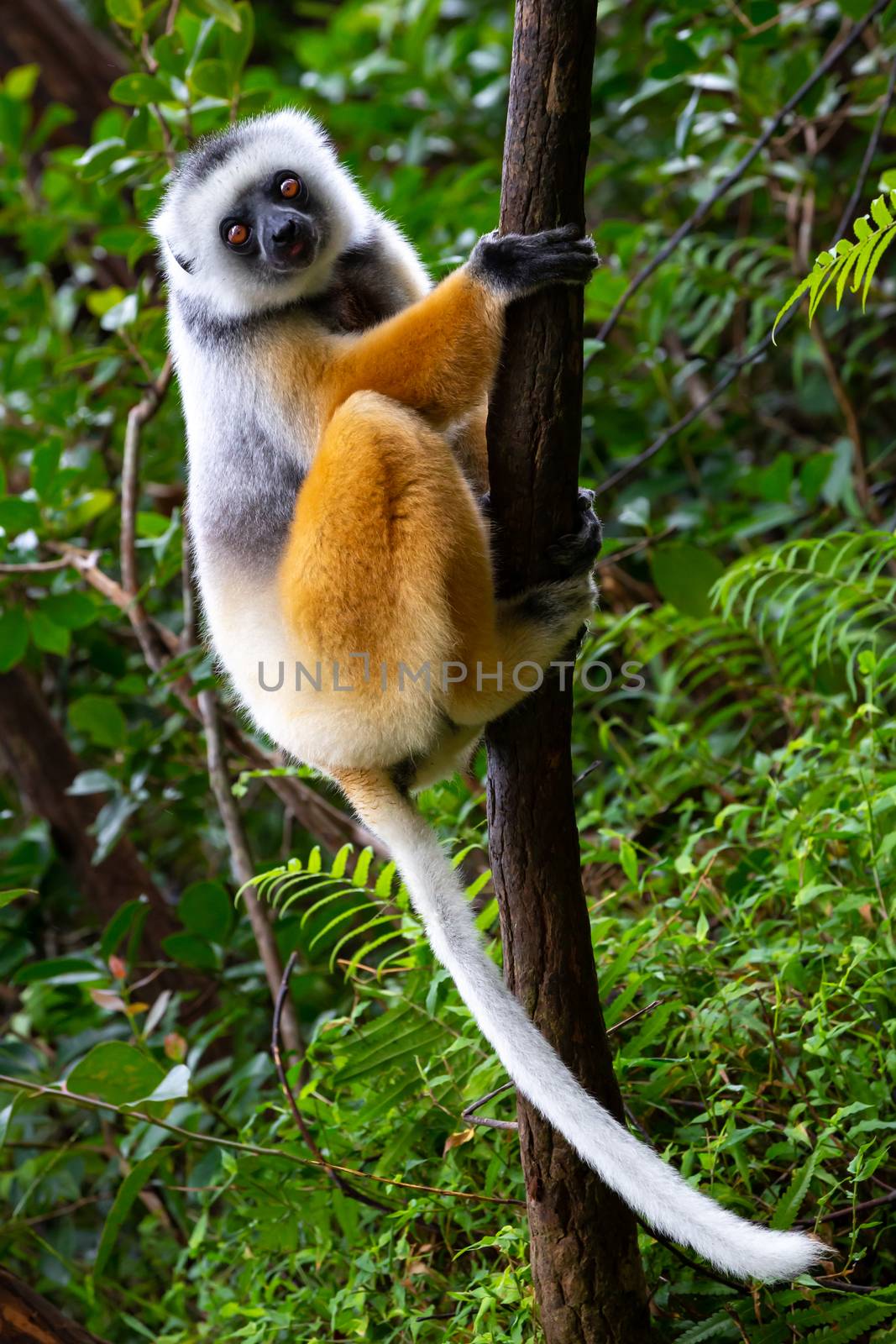 A diademed sifaka in its natural environment in the rainforest o by 25ehaag6