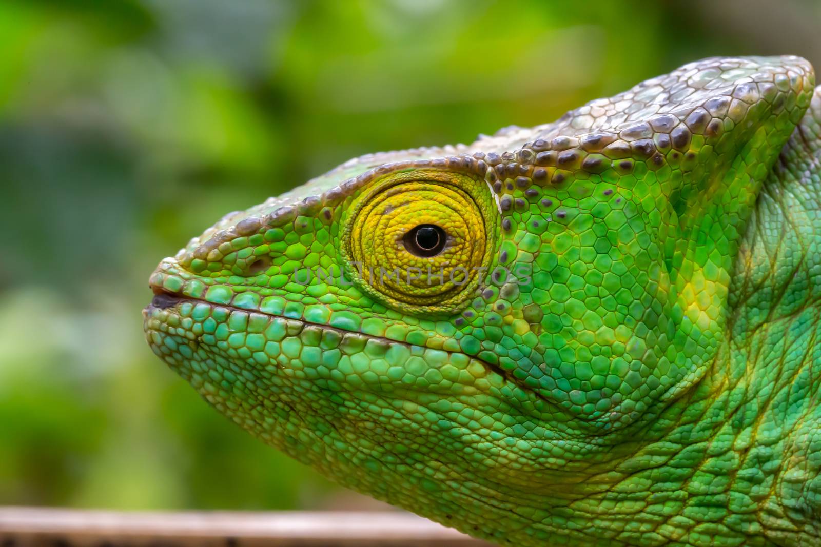 One chameleon in close-up in a national park on Madagascar