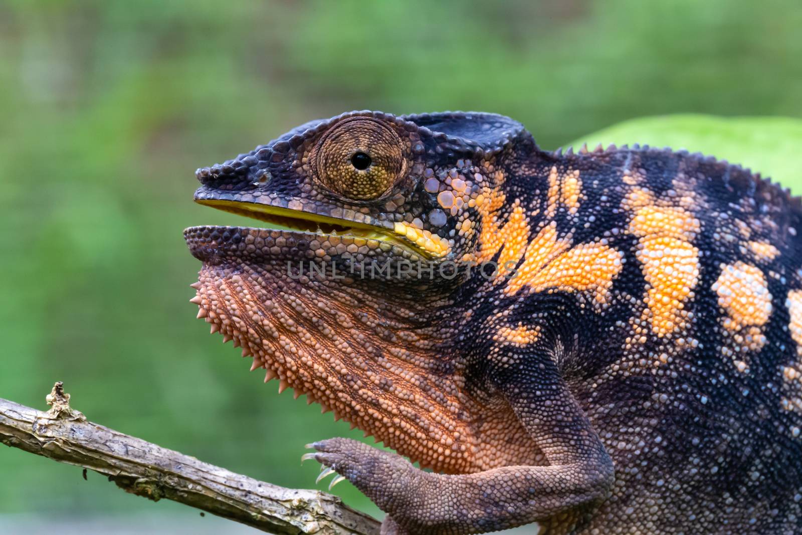 A chameleon in close-up in a national park on Madagascar by 25ehaag6