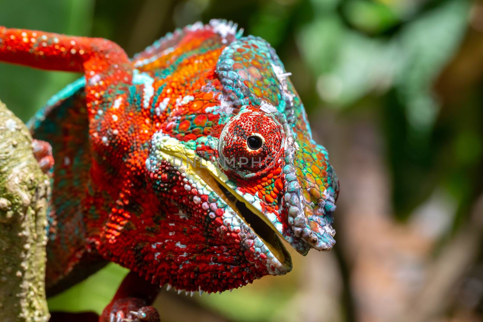 One Colorful chameleon on a branch in a national park on the island of Madagascar