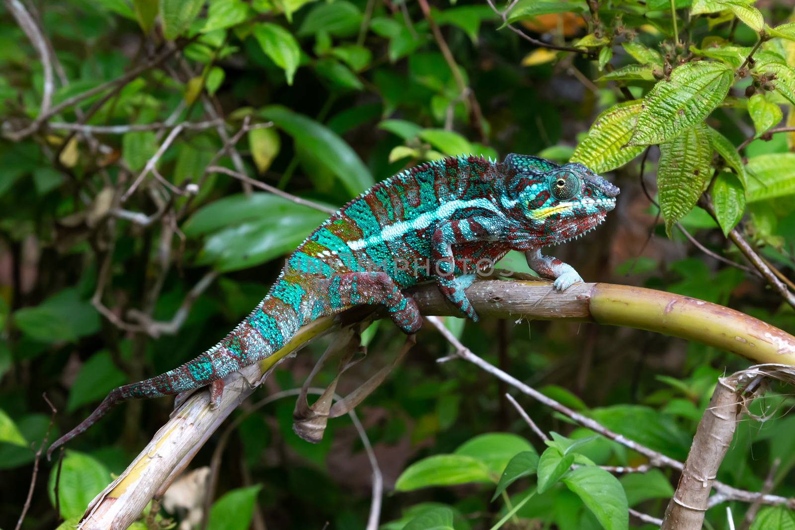 A chameleon moves along a branch in a rainforest in Madagascar by 25ehaag6