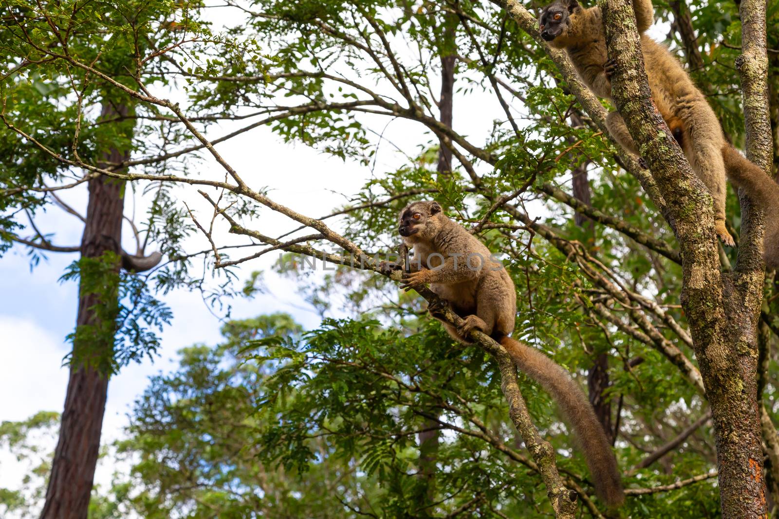 Funny bamboo lemurs on a tree branch watch the visitors by 25ehaag6