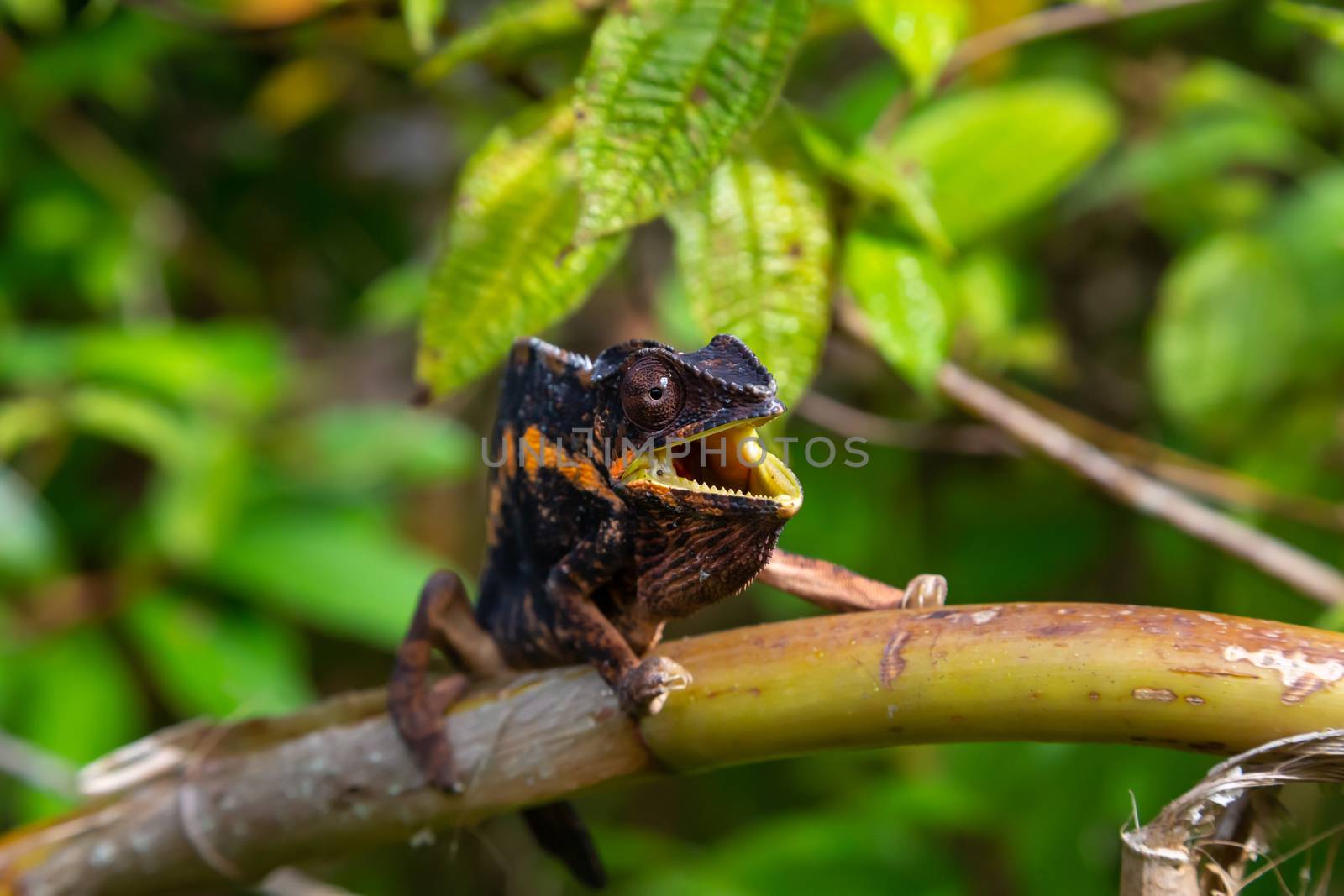 A chameleon moves along a branch in a rainforest in Madagascar by 25ehaag6