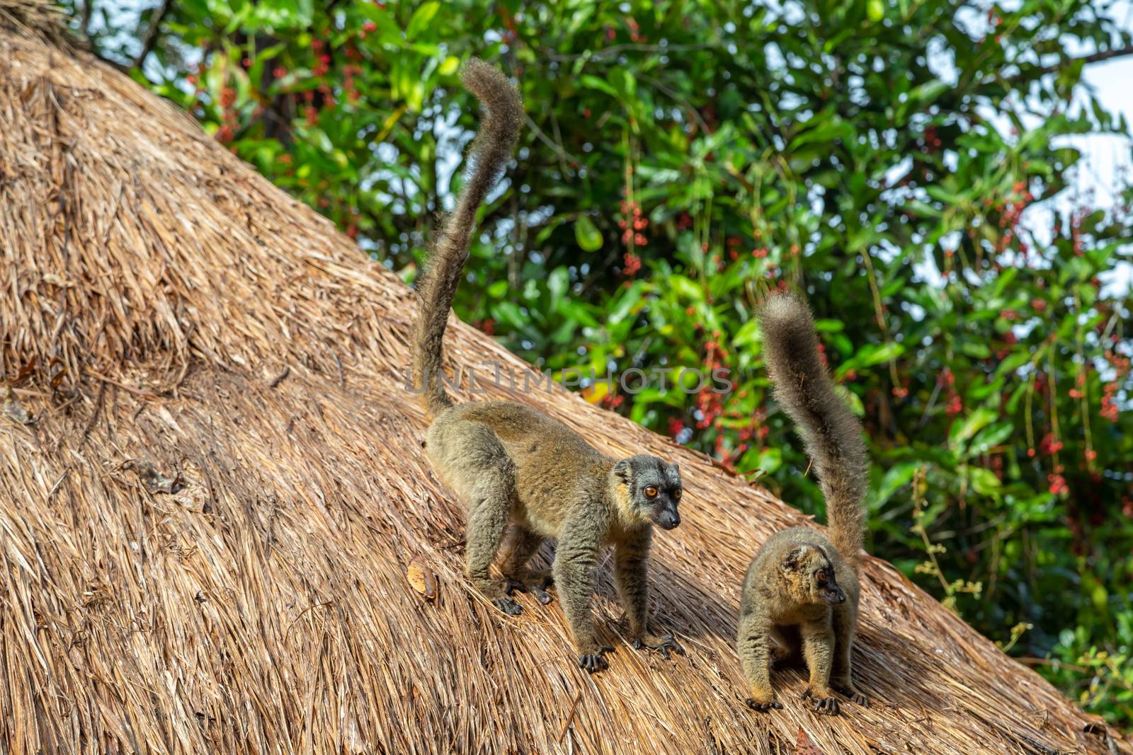 A Two lemurs play on the thatched roof of a house