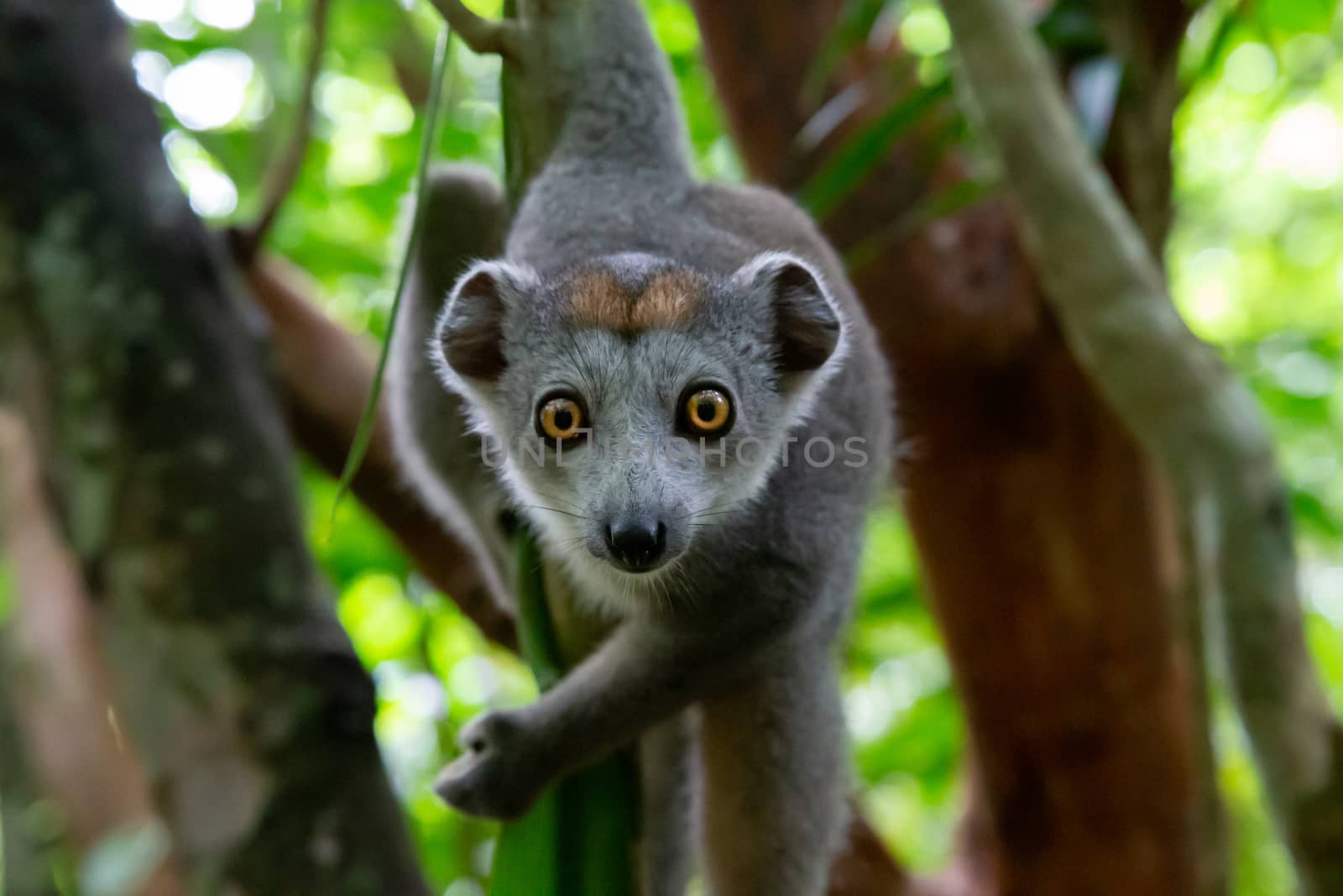 One crown lemur crawls on the branches of a tree