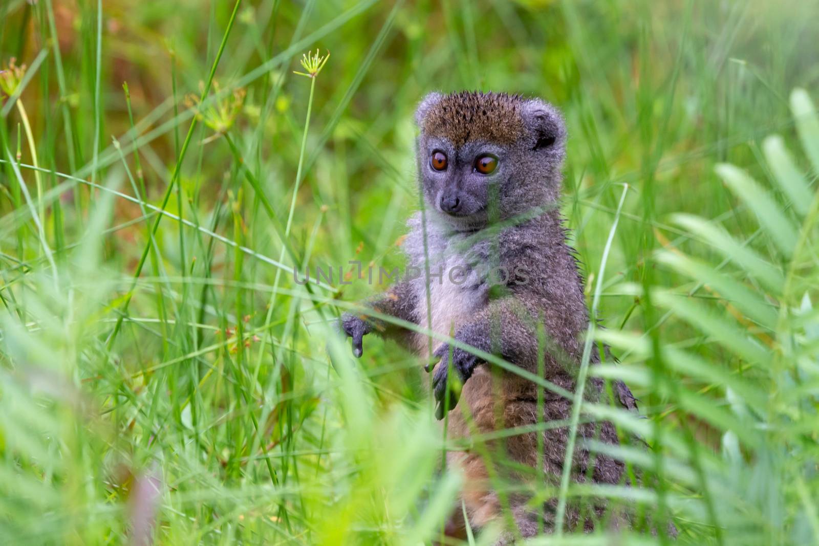 One bamboo lemur between the tall grass looks curious