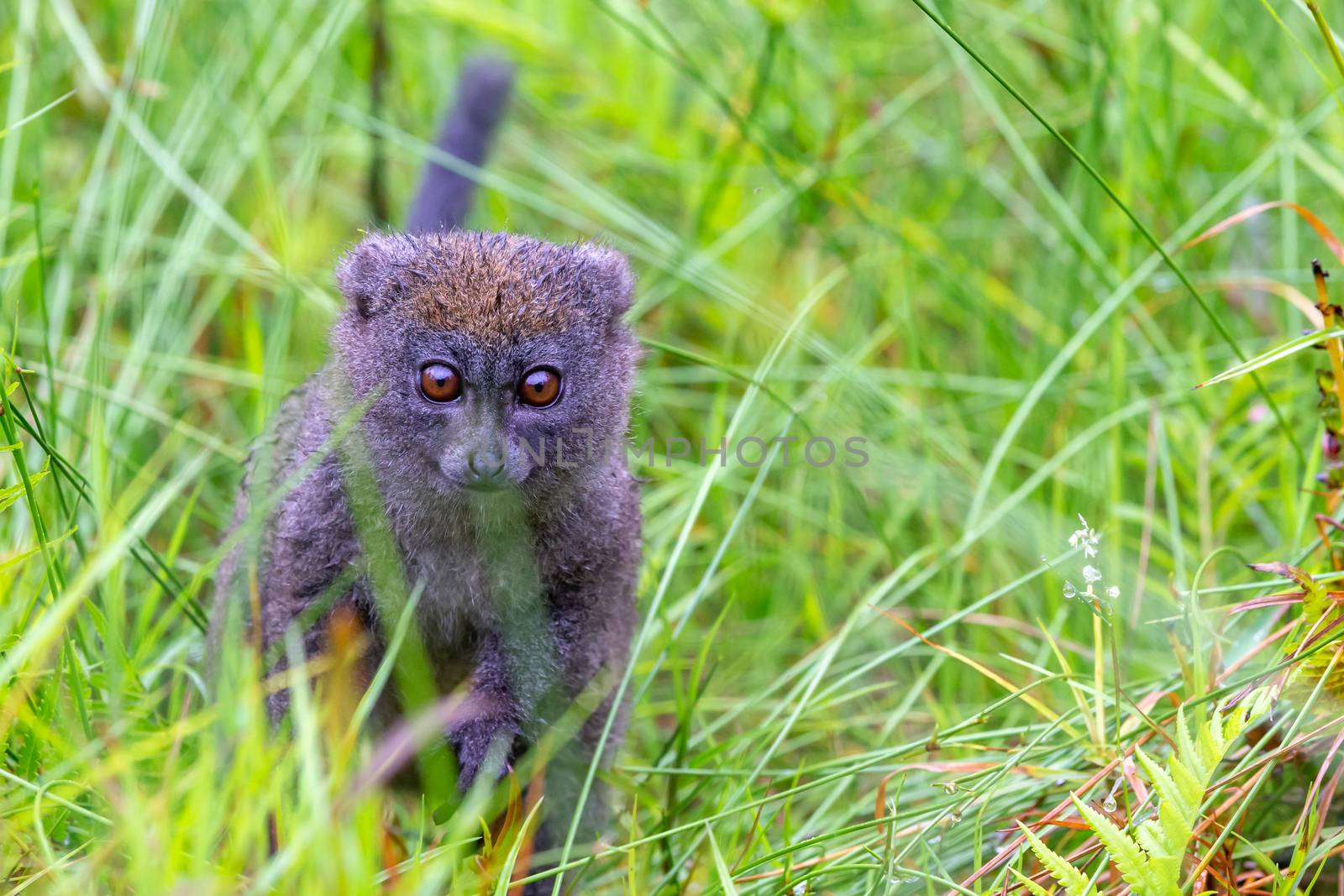 A bamboo lemur between the tall grass looks curious by 25ehaag6