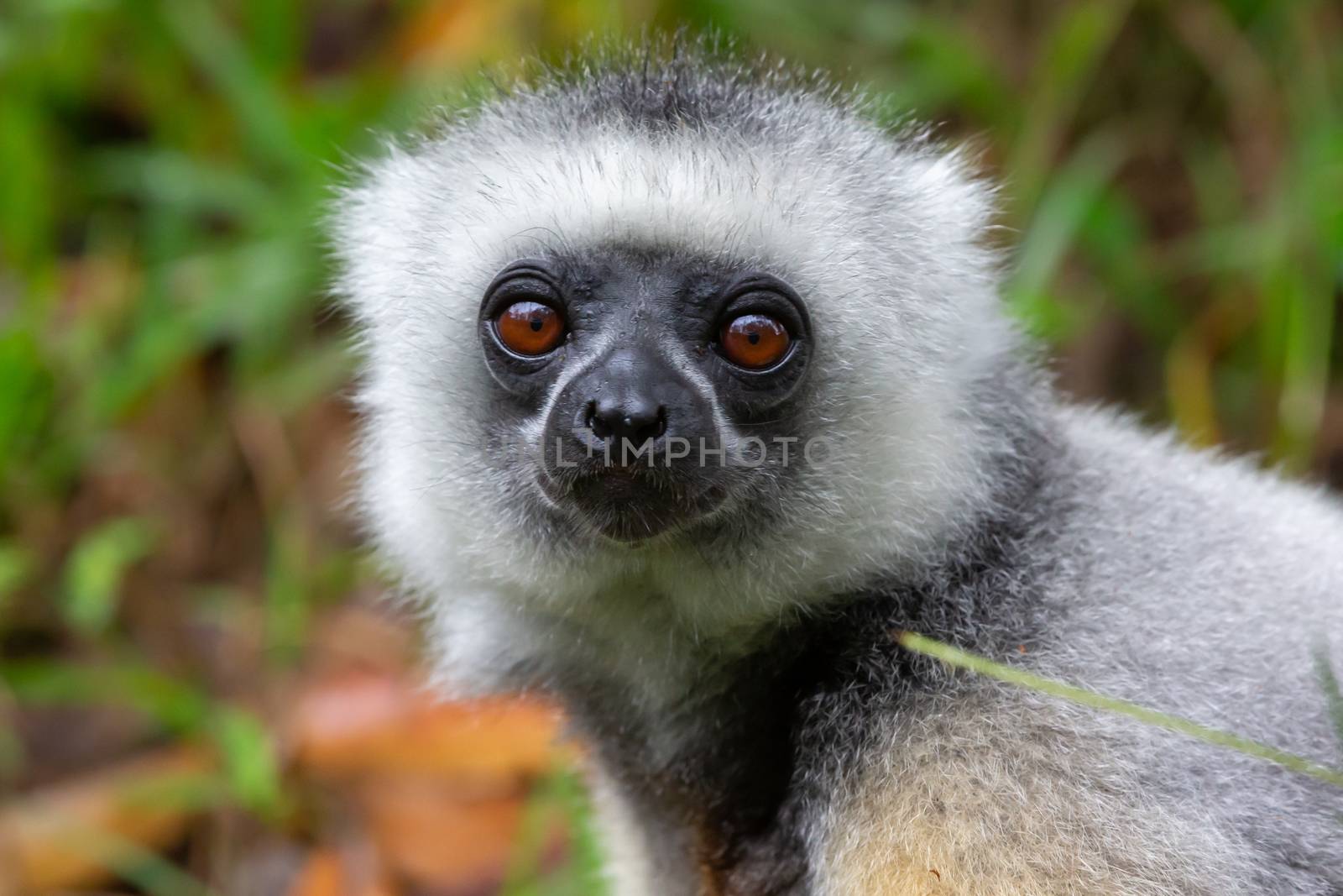 One Sifaka lemur sits in the grass and watches what happens in the area