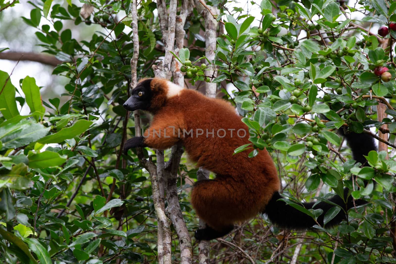 A red Vari Lemur sits on a branch of a tree by 25ehaag6