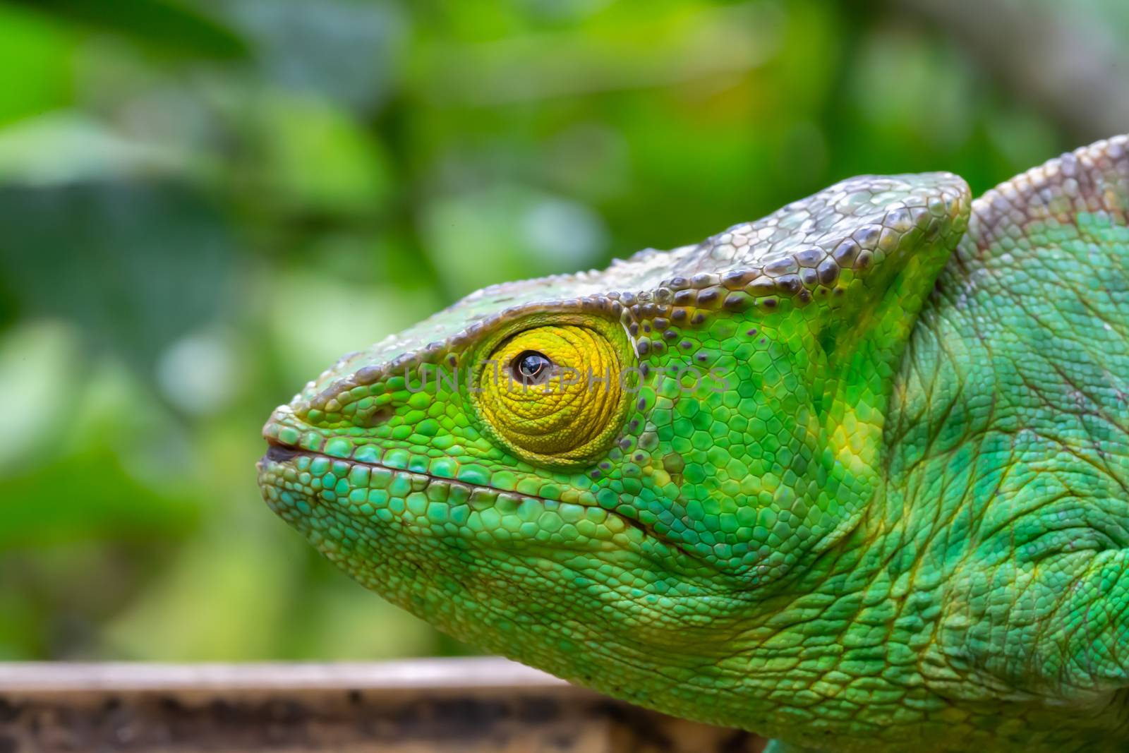 One chameleon in close-up in a national park on Madagascar