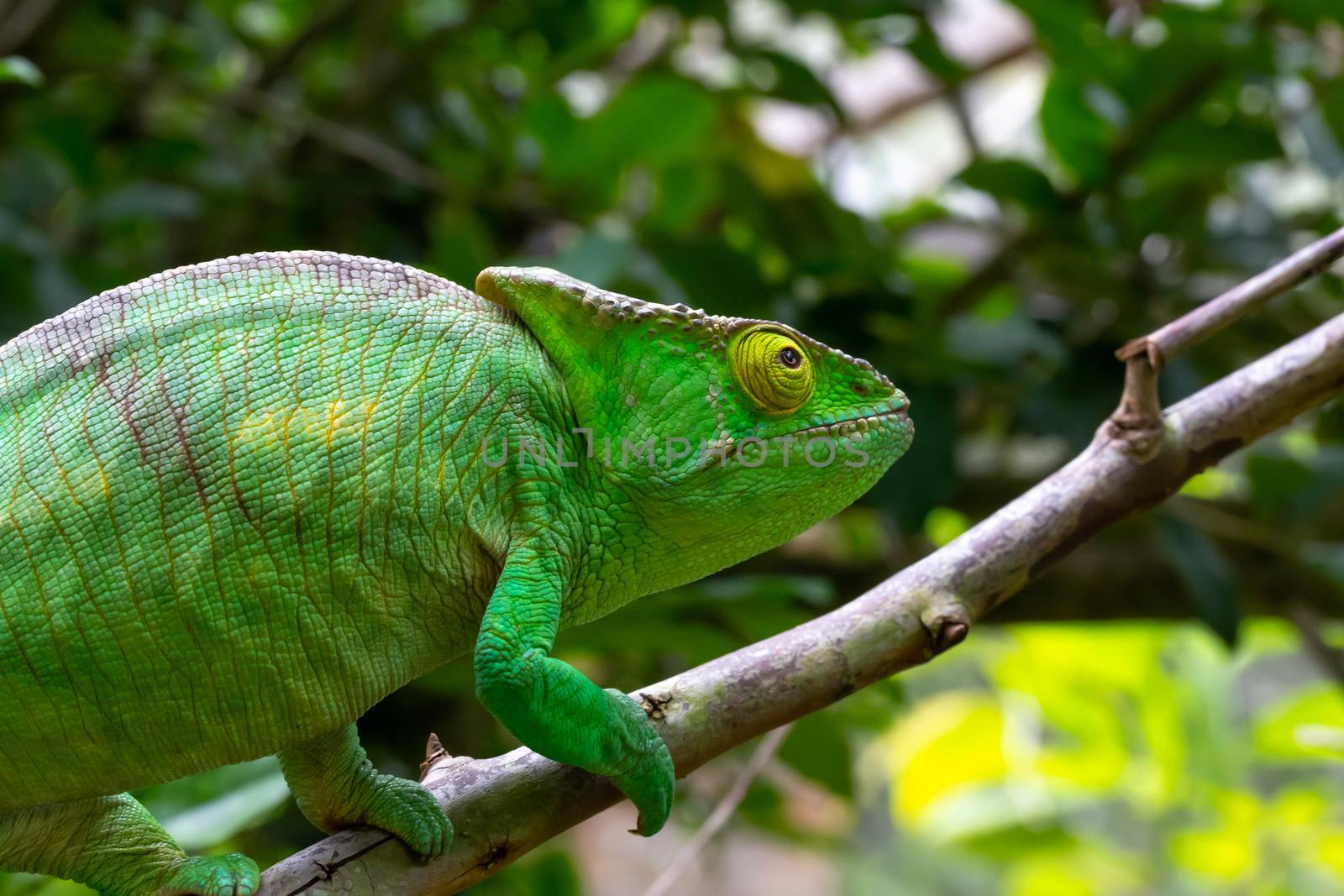 One Colorful chameleon on a branch in a national park on the island of Madagascar