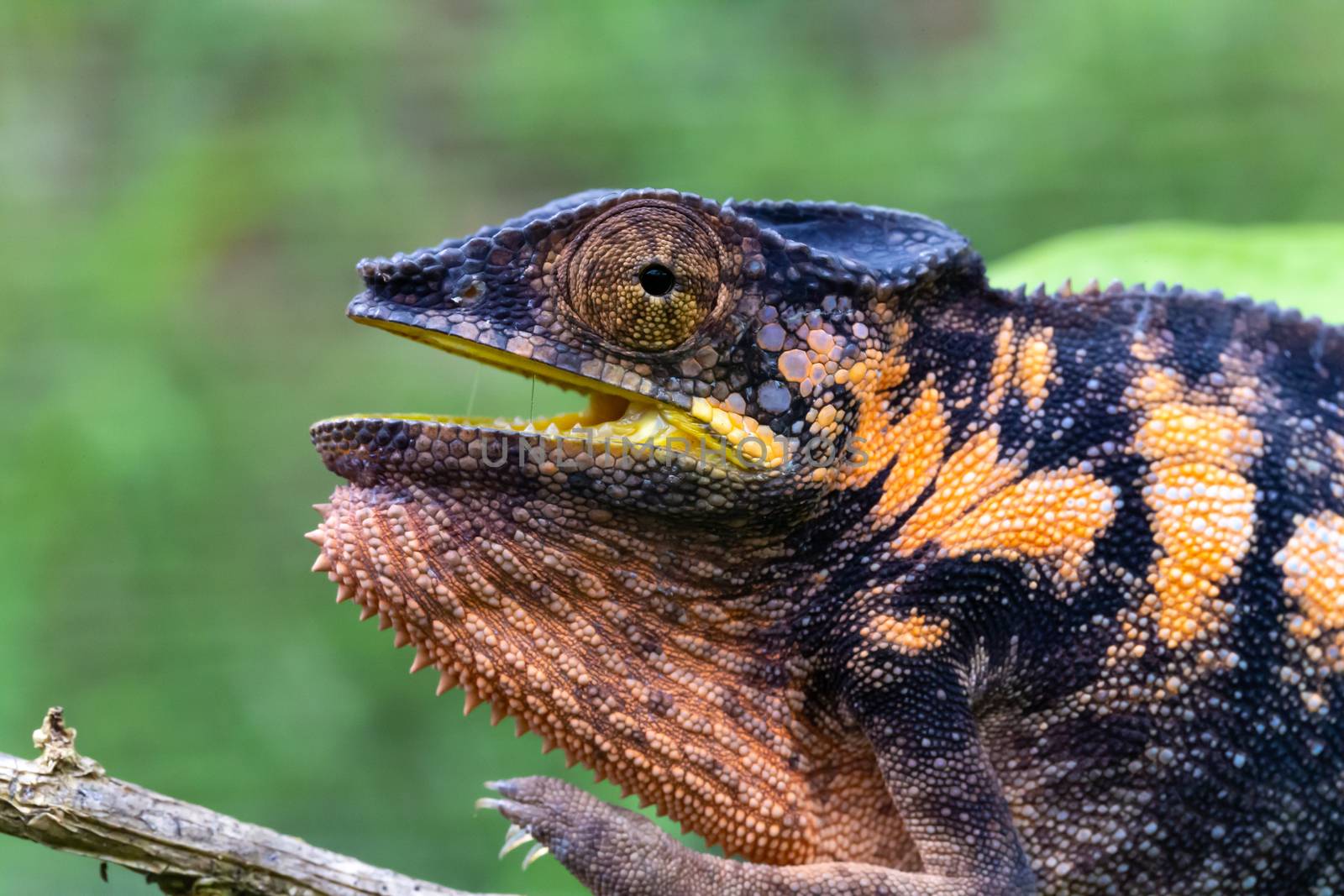 One chameleon in close-up in a national park on Madagascar