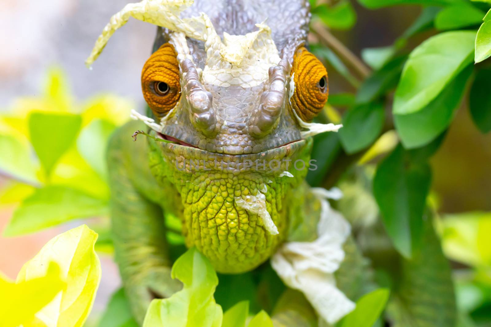 One Colorful chameleon on a branch in a national park on the island of Madagascar