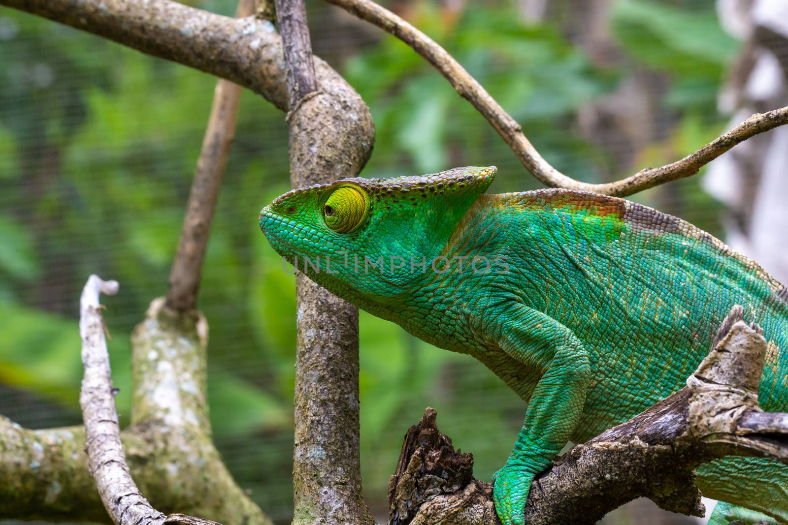 One Colorful chameleon on a branch in a national park on the island of Madagascar